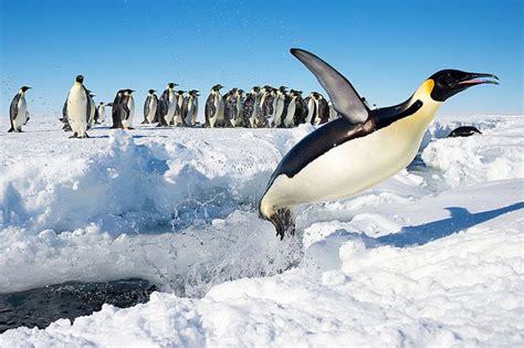 Reddit gives you the best of the internet in one place. Emperor penguins imperiled by climate change, study finds » Yale Climate Connections