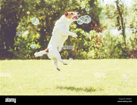 Playful Dog Jumps High To Catch Soap Bubbles At Sunny Lawn At Hot