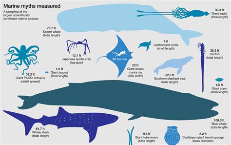 Critical Section The Biggest Ocean Animals