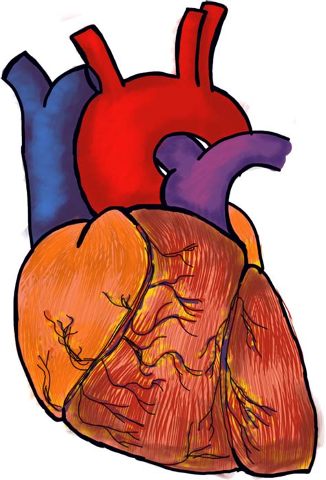 Premium Vector Realistic Human Heart On Transparent B