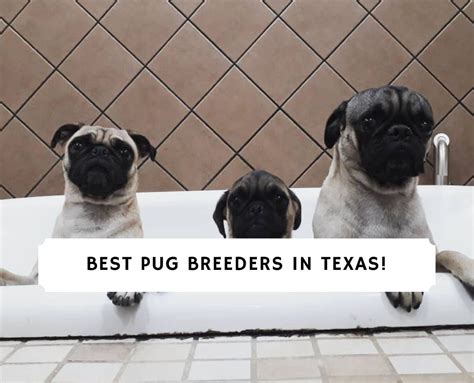 Pug rescue of austin pays for the pug to be neutered and treated for heartworms (if necessary). pug puppies texas - Puppy And Pets