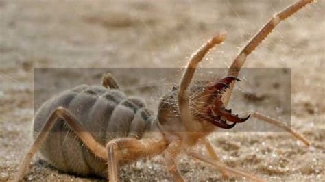 They were probably being bitten by the local black widow. Interesting Camel spider Facts - YouTube