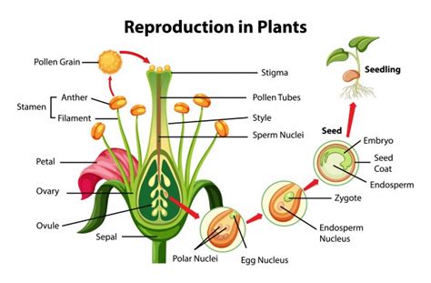 Asexual And Sexual Reproduction In Plants Pollination And Stages Of Fertilization Process In