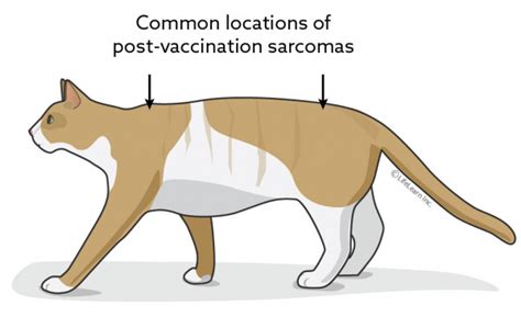 The swelling is a normal reaction by the immune system to the vaccine, and occurs on the same side as the arm where the shot was given. Post-Vaccination Sarcoma in Cats | VCA Animal Hospital