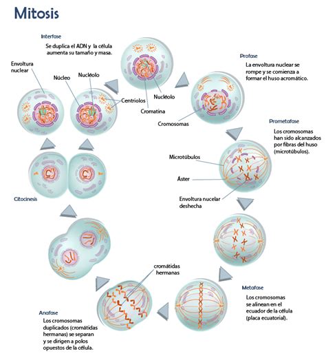 Ciclo Celular Mitosis Citocinesis Y Meiosis Mitosis Mitosis Porn Sex Picture