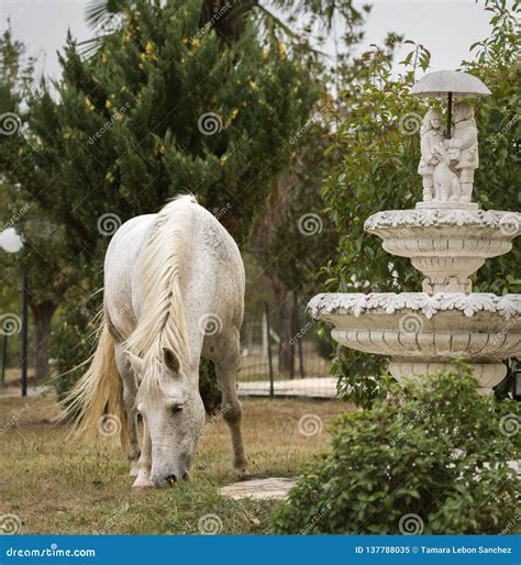Portrait Of A White Horse In A Garden With A Fountain Stock Image
