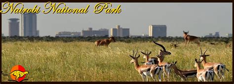Nairobi National Park Safari Urban Wildlife Adventure In Kenya