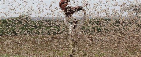 the locust plague in east africa is sending us a message and it s not good news science news