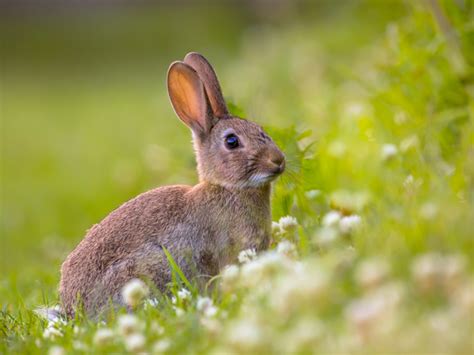 Your european rabbit stock images are ready. European Rabbit