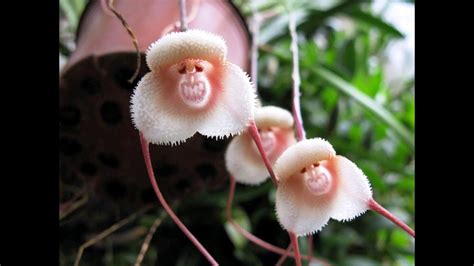 Flowers That Look Like Animalsinsects And People Youtube