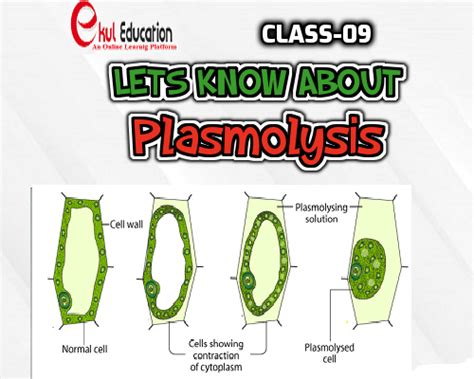 Plasmolysis Ekul Education