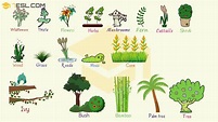 Plant Names: List of Common Types of Plants and Trees • 7ESL