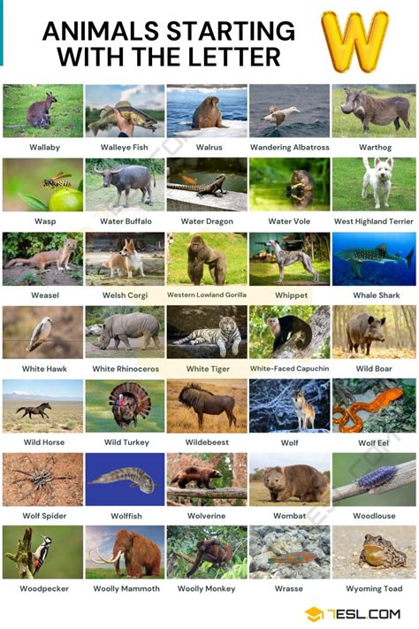 106 Cool Animals That Start With W Animals Beginning With W With