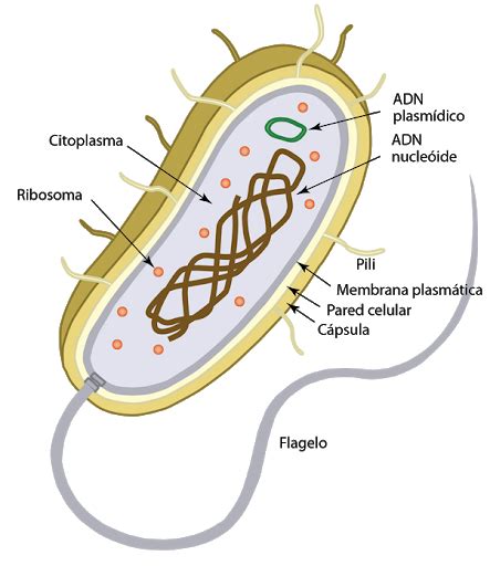 Celula Procariota Mind Map