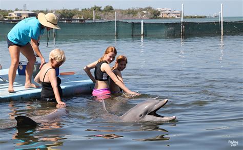 Smiling Dolphin Encounter Dolphin Research Center Florida Keys