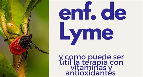 Enfermedad De Lyme Y Como Puede Ser útil La Administración De Vitaminas