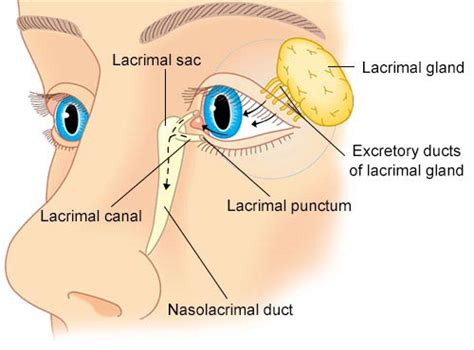 Lacrimal Apparatus Eye Model