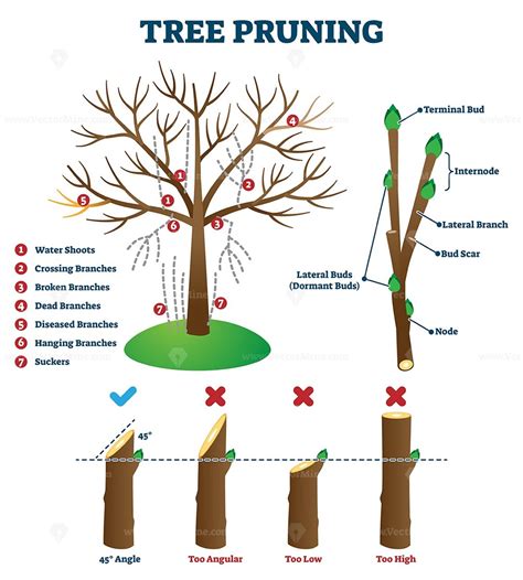 Tree Pruning Vector Illustration Prune Fruit Pruning Fruit Trees