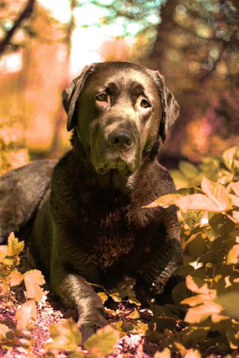Gratis Afbeeldingen : buitenshuis, herfst, labrador retriever, hond als
