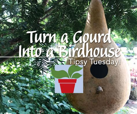 Turn A Birdhouse Gourd Into A Birdhouse The Growing Place