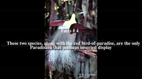 Emperor Bird Of Paradise Top 5 Facts Youtube