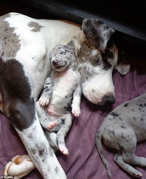 Dog Owners Share Adorable Snaps Of Their Great Danes Daily Mail Online