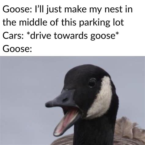 Goose Memes So Hot Right Now Rwinnipeg