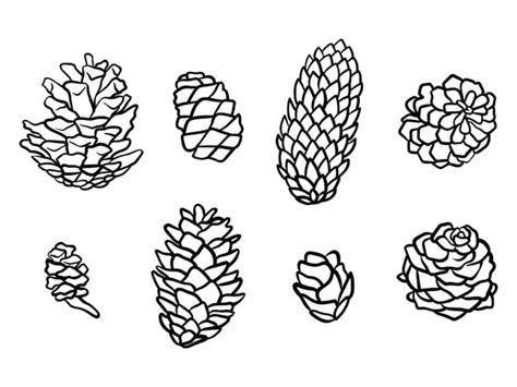 Pine Cone Coloring Pages Best Coloring Pages For Kids