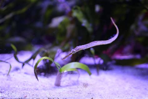 Pipefish Id Zoochat