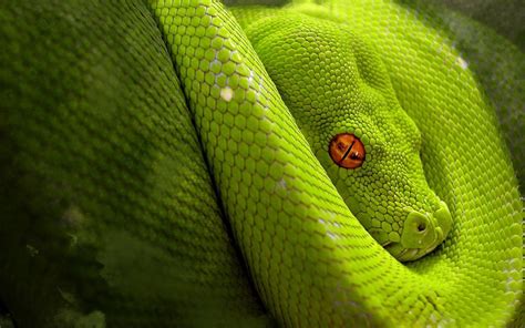 Viper Snake Wallpapers Wallpaper Cave