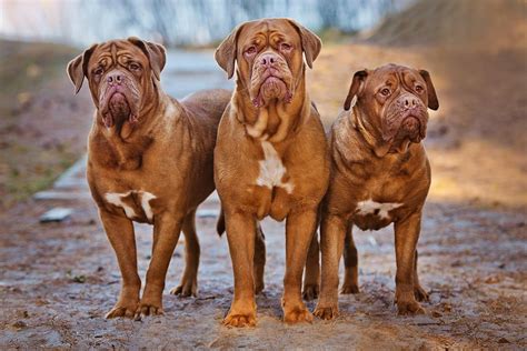 Dogue De Bordeaux Dog Breed Profile Personality Facts