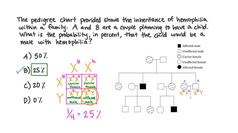Hemophilia Inheritance Punnett Square