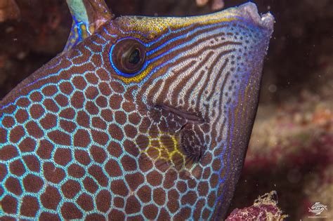 Honeycomb Filefish Facts And Photographs Seaunseen