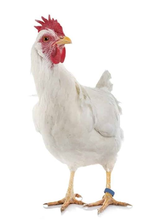 What Chickens Lay White Eggs White Egg Laying Chickens Top 19