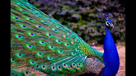 Peacock Dance In Rain Showing Colorful Feathers National Bird Of