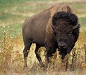 American Bison, also known as buffalo, in the Badlands National Park ...