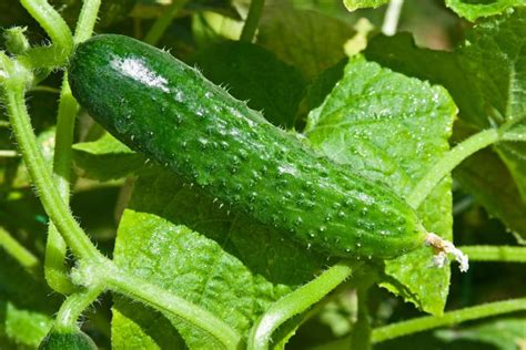 Prickly Cucumbers A Problem Or Perfectly Normal Gardeneco