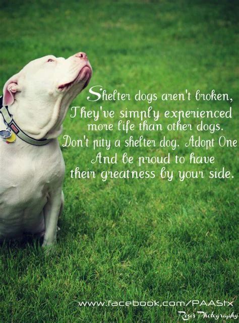 Pin On Rescue Dog Quotes