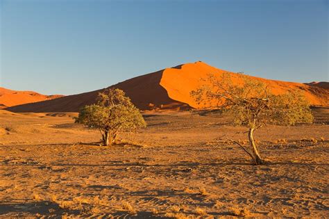 Sossusvlei Namibia Trees In Front Of A Dune Sossusvlei Namib