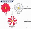Codominance - Definition, Examples, and Diagram