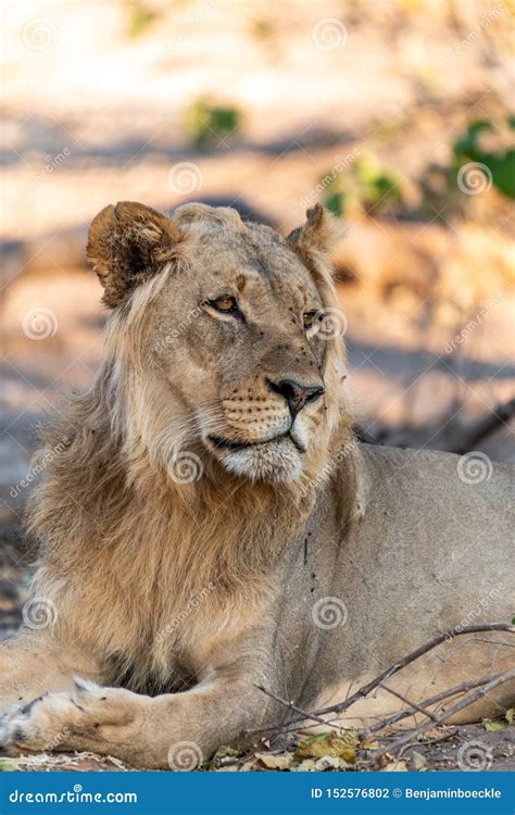 Male Lion In Chobe National Park In Botswana At The Chobe River Stock