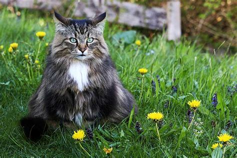 Norwegian Forest Cat Breed Profile Personality Care Pictures