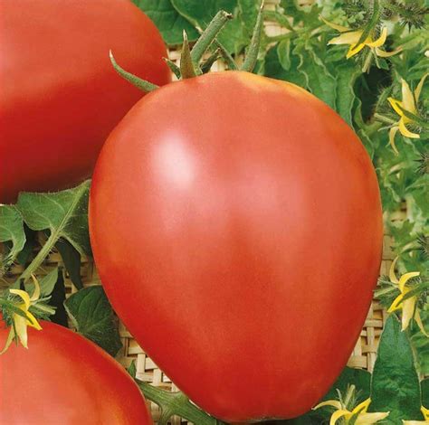 Oxheart Tomato Seeds Tomato Seeds For Sale Online Tomato Seeds Ireland