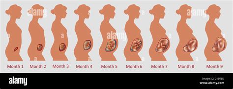 Fetal Development Over Nine Months Stock Photo 103991509 Alamy