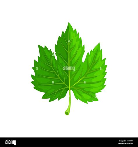 Chloroplast Maple Leaf Stock Vector Images Alamy