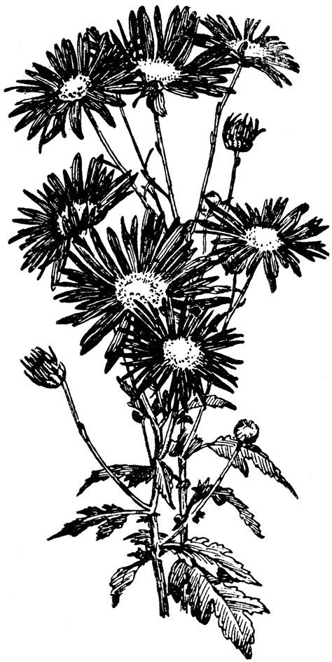 Single Type Of Chrysanthemum Clipart Etc
