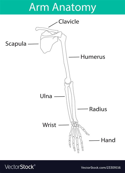 Human Arm Skeletal Anatomy Royalty Free Vector Image