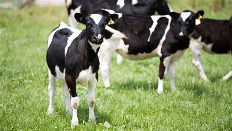 Artificially Inducing Cows To Produce Milk Has Big Benefits For Farmers