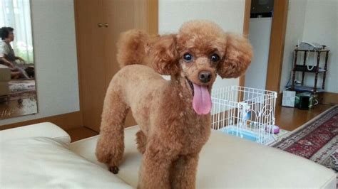 Summer Style Short Hair♪ June 29 2013 Poodle Poodle Hair Toy Poodle