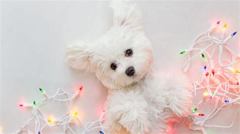 Baby White Terrier Pet Puppy With Christmas Lights Hd Nature Wallpapers